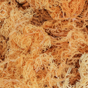 ทางเลือกที่ดีที่สุด | มอสไอริชพรีเมี่ยม/มอสทะเลแห้ง100% ธรรมชาติจากเวียดนาม - Product Image 1