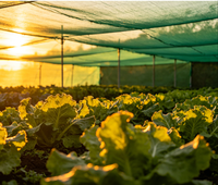 Filet d'ombrage vert tissé, protection UV, toile pare-soleil pour serres, agriculture et légumes