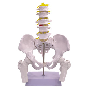Modelo de simulación para la enseñanza de los músculos del suelo pélvico, pelvis y útero femeninos, estructura pélvica femenina, vejiga y suelo pélvico. - Product Image 1