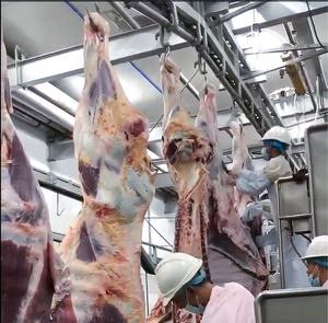 Nouvel équipement de <span class=keywords><strong>boucherie</strong></span> de machine d'abattage de bétail et de porc avec des composants de PLC de noyau pour la ligne d'abattage de maison de viande - Product Image 2