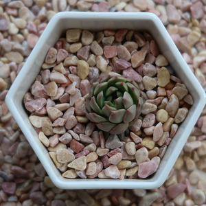 Grava Amarilla Redondeada Decorativa en Oferta, Grava Natural Lisa para Jardín, Camino, Patio, Piscina, Paisajismo - Product Image 5