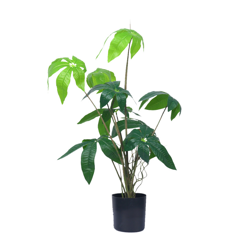 Activité de plantation d'un petit arbre à monnaie en pot.