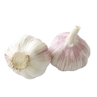 Ail frais biologique (blanc normal/blanc pur) de la dernière récolte exporté vers l'Afrique (Angola/Sénégal/Gongo/Gabon/Ghana/Kenya/Mali)