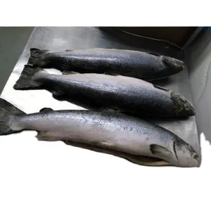 热卖制造供应IQF新鲜冷冻大西洋鲑鱼散装包装批发价