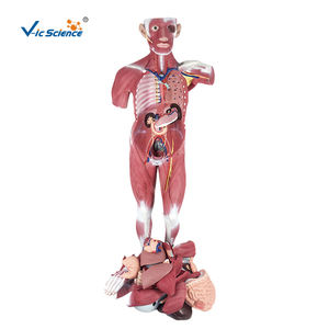 Modèle de torse de <span class=keywords><strong>corps</strong></span> <span class=keywords><strong>humain</strong></span> médical grandeur nature 29 partie Figure <span class=keywords><strong>musculaire</strong></span> humaine avec modèle d'anatomie des organes 22 pièces - Product Image 2