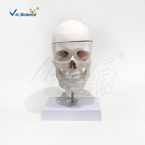 Modelo de cráneo humano blanco puro con columna cervical y modelo de anatomía cerebral - Product Image 4