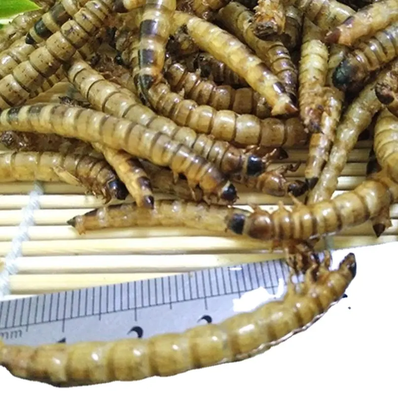 Da Mai chong khô toàn bộ cơ thể zophobas morio khô superworms cho thực phẩm