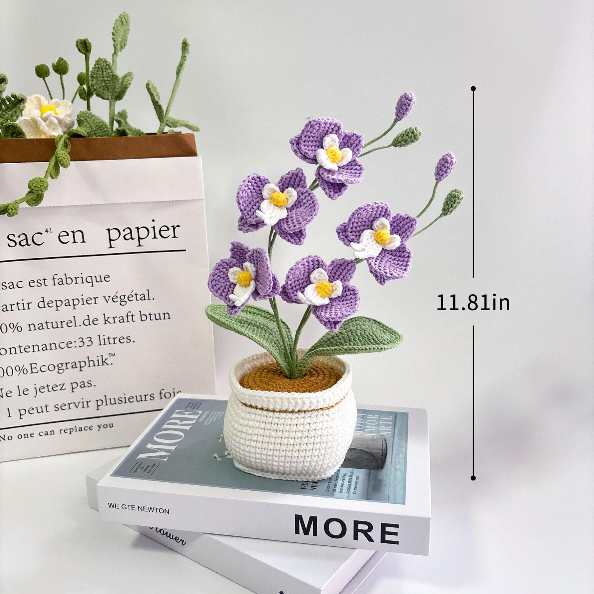 Phalaenopsis viola