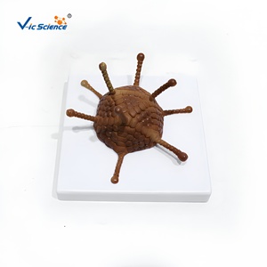 Juego de <span class=keywords><strong>4</strong></span> Modelos de Estructura de Virus, Modelo Anatómico de Microorganismos Ampliados, Material Didáctico para Laboratorio Biológico y Escuela, CE/ISO/ROHS/CNAS - Product Image 3