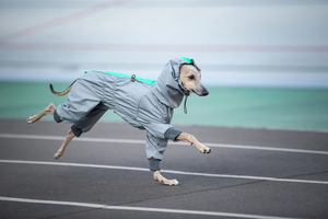 Traje Impermeable <span class=keywords><strong>para</strong></span> Perros de Raza Hound, Impermeable <span class=keywords><strong>para</strong></span> Galgos - Product Image 6