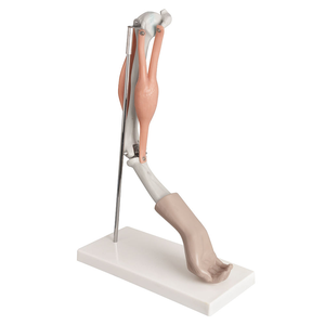 โมเดลกายวิภาคของข้อต่อข้อศอกและมือของมนุษย์พร้อม<span class=keywords><strong>กล้าม</strong></span><span class=keywords><strong>เนื้อ</strong></span>เพื่อการศึกษาทางการแพทย์และการฝึกเกี่ยวกับศัลยกรรมกระดูก - Product Image 3