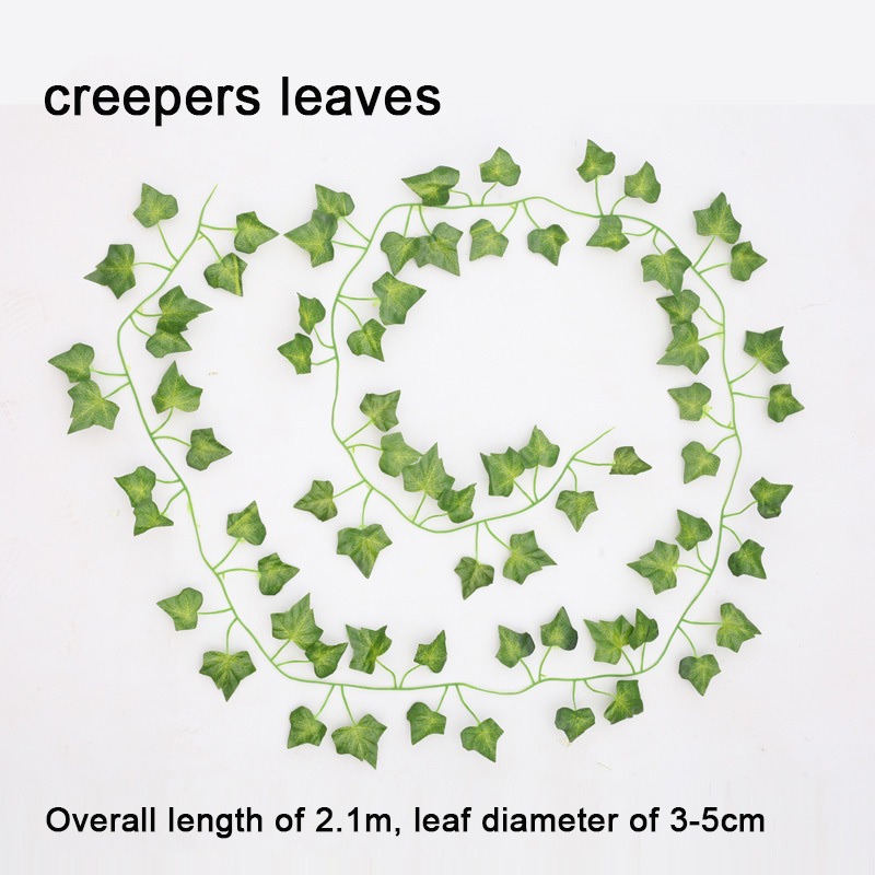 feuilles de plantes grimpantes