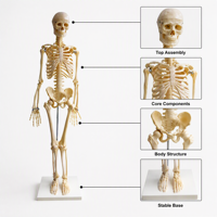Modelo de Esqueleto Humano de PVC de 85 cm con Articulaciones Móviles y Soporte para Escuelas de Enfermería y Educación Médica