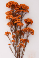 Vente en gros de bouquet de fleurs séchées pour décoration DIY, bouquet de fleurs de riz millet préservé et coloré pour la maison