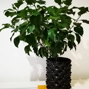 Contenedor de crecimiento rápido para plantas, Árbol de Aire, podar