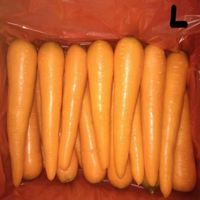 Zanahorias Frescas de Nueva Cosecha 2026, Shandong, Alta Calidad, Sabor Dulce y Crujiente, Alto Contenido de Vitaminas, Certificación GAP, Tamaños de 80-350g, Bolsa de PE de 10kg/20kg