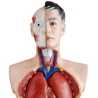 Modelo de Torso Humano de 85 cm para Enseñanza de Ciencias Médicas, en PVC, con Partes Desmontables, para Demostración Anatómica en Escuelas, con Certificación CE/ISO