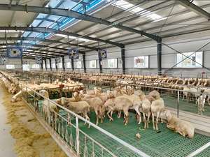 Estructuras Prefabricadas de Acero Ligero para la Construcción de Gallineros, Establos para Vacas, Cabras y Cerdos - Product Image 5