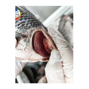 <span class=keywords><strong>ปลา</strong></span>นิลแม่น้ำไนล์น้ำ<span class=keywords><strong>จืด</strong></span>ทั้งลูกในจีนมีบรรจุภัณฑ์และแช่แข็งแบบมีหลากหลายสไตล์ - Product Image 5