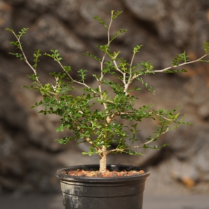 [<span class=keywords><strong>Operculicarya</strong></span> Pachypus] Caudex Suculenta, Bonsái Premium Tipo Cactus del Desierto, Espécimen de Plantas Raras Resistentes a la Sequía - Product Image 4