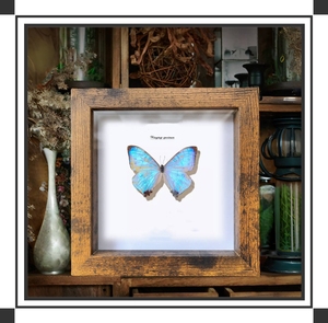 4-inch gỗ-thủy tinh/plexiglass Hollow khung ảnh & côn trùng Mẫu chủ, DIY handmade hiển thị Hight chất lượng khung gỗ - Product Image 4