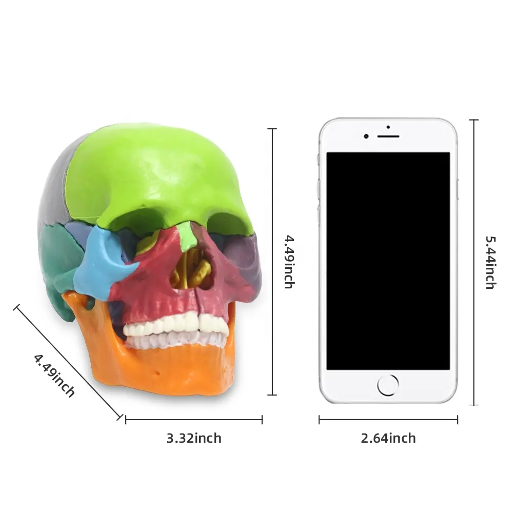 Mini 15 Teile Schädel Anatomie Modell PVC Material Zusammen gebauter Kopf Knochen Primär farbe Human Anatomic Model