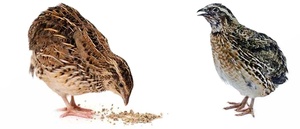 Prémélange pour augmenter la production d'œufs de caille Prémélange pour caille - Product Image 6