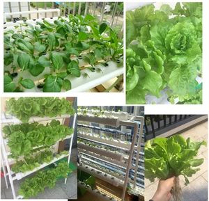 Kit de cultivo hidropónico Vertical de tubería de PVC para granja, sistema NFT con 72 agujeros, Kits de planta hidropónica para fresa o <span class=keywords><strong>lechuga</strong></span> - Product Image 4