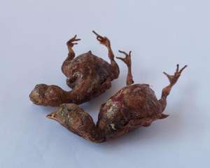 Snacks lyophilisés personnalisés pour animaux de compagnie Vente en gros Granulés de caille lyophilisés Snack lyophilisé pour chat Nourriture pour chien - Product Image 5