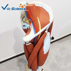 Modèle d'anatomie musculaire des membres inférieurs (13 parties), modèle pédagogique détachable des muscles de la jambe, modèle de démonstration pédagogique. - Product Image 2