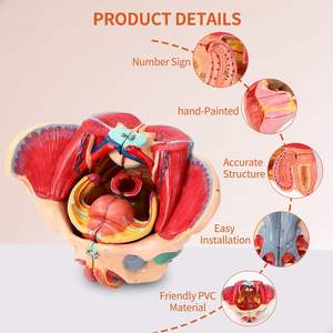 أداة لتدريس العلوم الطبية ، نموذج جهاز تناسلي وعصب وعائي للإناث والبالغات ، نموذج للبحوث المهنية - Product Image 4