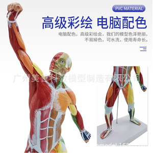 Modèle musculaire humain coloré de 50 cm, système de structure articulée, anatomie, aide pédagogique pour la remise en forme, art médical - Product Image 5