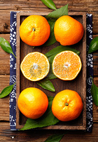 Shandong cultivé de haute qualité sans pépins citron vert agrumes frais 60 jours de durée de conservation Shengtian Agriculture