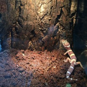 LEECORK Écorce de liège vierge naturelle 450x600x20mm Isolation phonique écologique absorbant le son Fond de terrarium/vivarium pour reptiles - Product Image 6