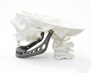 Meilleure vente en Chine : Prototypage rapide de tête humaine par impression 3D haute précision, matériau résine SLA, détails réalistes, personnalisation OEM - Product Image 5