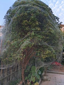 Zware HDPE groene vogelnetten, UV-bestendig, voor fruitbomen, boomgaarden, tuinplantenbescherming - Product Image 4