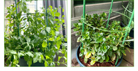 Support de plante en métal pour jardin, cage à tomates, cadre d'escalade pour plantes, bâton de soutien pour plantes, vente en gros d'usine