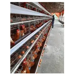 4 Tiers Poultry Laying Chicken Cage / Hot Galvanized Battery Chicken Cage in Philippines