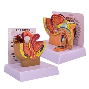 Modèle miniature d'anatomie sagittale pelvienne masculine, système reproducteur et urinaire masculin, modèle pelvien masculin à petite échelle pour la planification familiale - Product Image 2