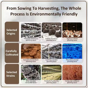 Hữu cơ Chaga nấm bột giá thấp chất lượng cao inonotus obliquus Polysaccharide bột cho sức khỏe bổ sung - Product Image 3