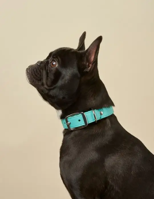Hot Sale Umwelt freundliches Leder Hunde halsband und Leine Leder Haustier halsband Hunde halsband Leder