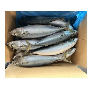 Gefrierter Makrelenfisch Thailand Makrelen gefroren 100-200 g 200-300 g 300-500 g 500-700 g