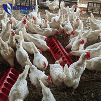 Mangeoire Longue en Plastique pour Volaille, Poussins, Pigeons, Cailles – Mangeoire et Abreuvoir à Poulet à Vendre