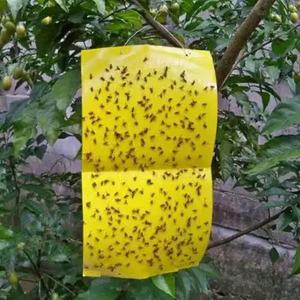 Plaques collantes <span class=keywords><strong>anti</strong></span>-insectes en PE jaunes double face, écologiques, imperméables, pour serres et légumes, contrô<span class=keywords><strong>le</strong></span> des ravageurs, prix usine - Product Image 1