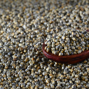 bajra flour production <b>grain</b> - Product Image 1
