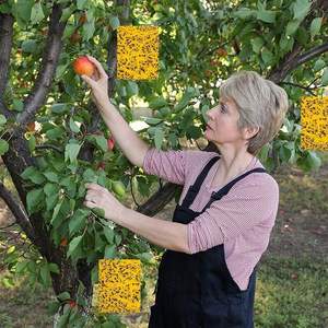 แผ่นกาวดักแมลงสองด้าน สีเหลือง ปลอดสารพิษ สำหรับกำจัดแมลงหวี่ แมลงขาว และแมลงทริปส์ ใช้ได้ทั้งในร่มและในสวนเรือนกระจก - Product Image 2