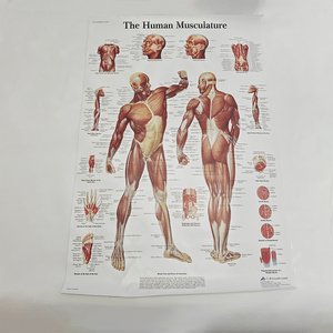 Affiches murales de la science médicale Os humain et affichage de la pathologie sur l'<span class=keywords><strong>anatomie</strong></span> en plastique pour l'affichage en classe ou en laboratoire - Product Image 1