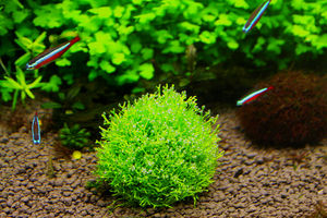 MOSS-S En Plastique <span class=keywords><strong>marimo</strong></span> moss balle Aquarium Plante Mousse Boules - Product Image 4