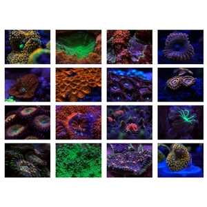 52mm 6 In1 ensemble de filtres de caméra de téléphone professionnel pour aquariums marins améliorer les Photos de récifs coralliens avec des filtres Macro,Cpl et couleur - Product Image 6