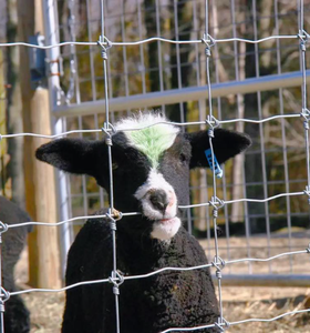 Bán Chạy nhất kinh tế đồng cỏ hàng rào Net là mạnh mẽ và hiệu quả chi phí làm cho nó một người trợ giúp tốt cho đồng cỏ chăn thả. - Product Image 3